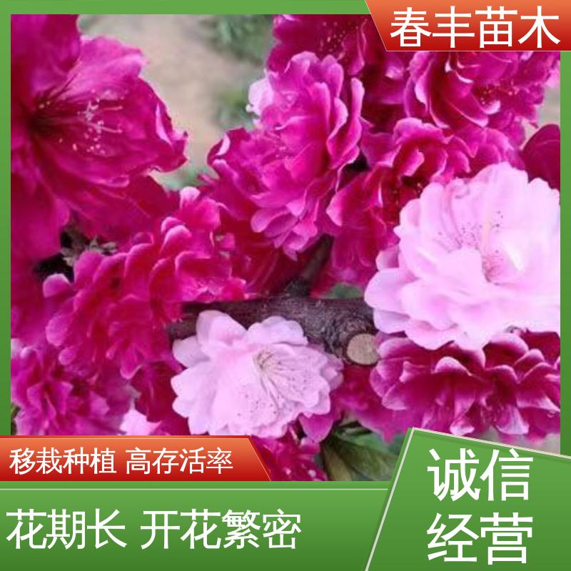 春丰苗木 基地供应 紫叶桃5-9公分 花瓣多 花朵大 
