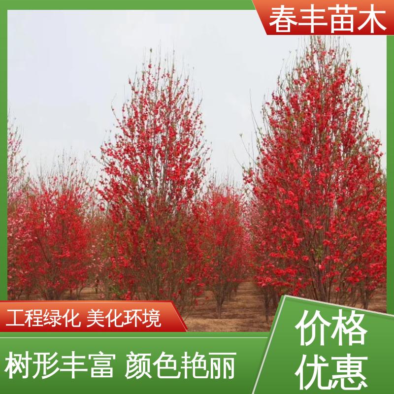 春丰苗木 基地现挖 人面5-9公分 花叶秀丽 易成活
