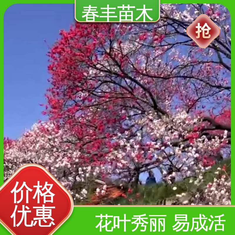 春丰苗木 观赏桃苗子 树形丰富 花香四溢 花叶秀丽 易成活
