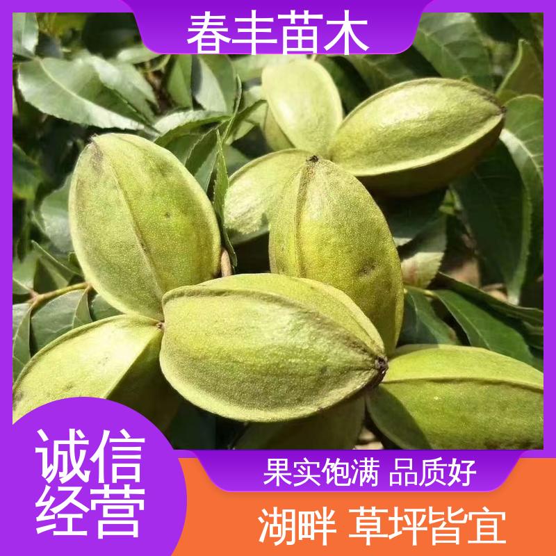 春丰苗木 碧根果树树苗1-3年 良种培育 成活率高 适应性强