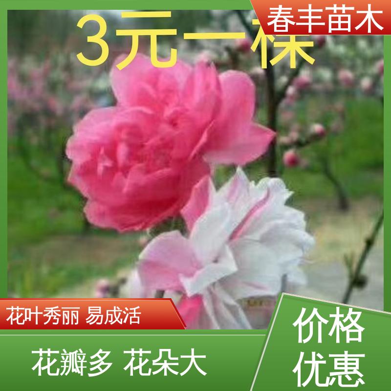 春丰苗木 基地供应 五宝碧桃6-8公分 花叶秀丽 易成活