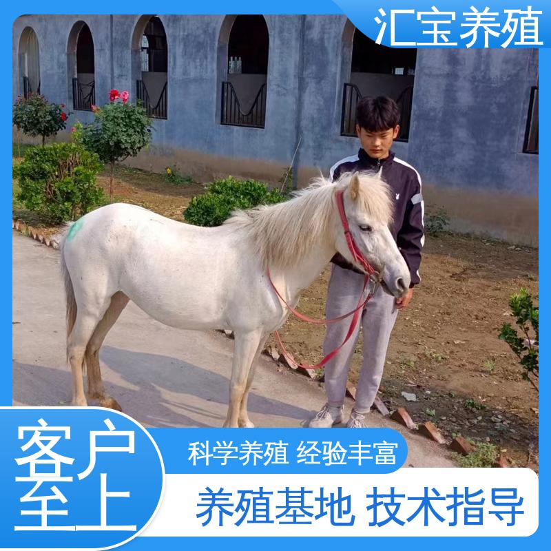 包邮包运输 进口矮马设特兰 实地引种考察 喂养方法