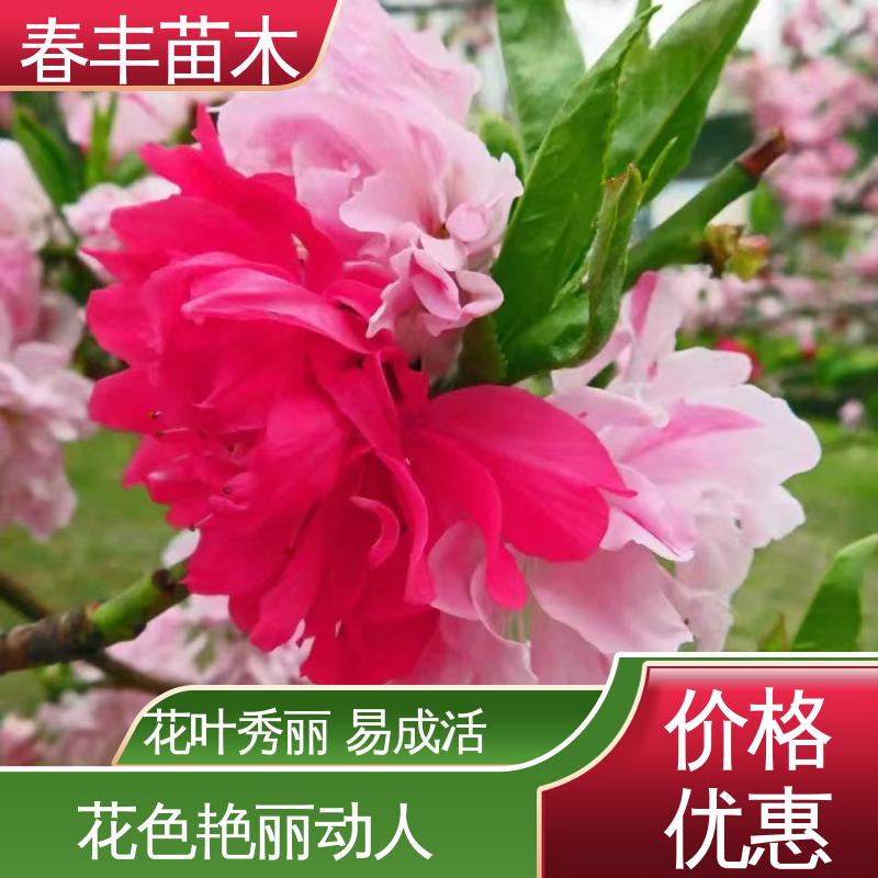 春丰苗木 找桃树苗3元一株 庭院别墅造景树 花瓣多 花朵大 效果佳