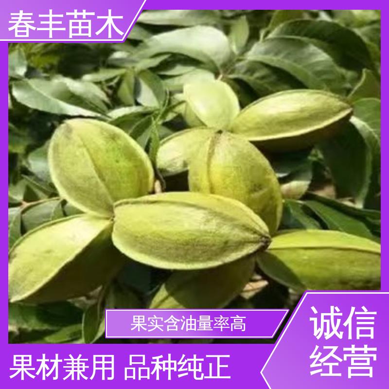 春丰苗木 美国碧根果苗专业育苗 高产出 盆栽地栽 效果佳