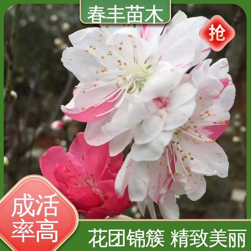 春丰苗木 基地现挖 粉花山碧桃30元打土球上车 花叶秀丽 易成活