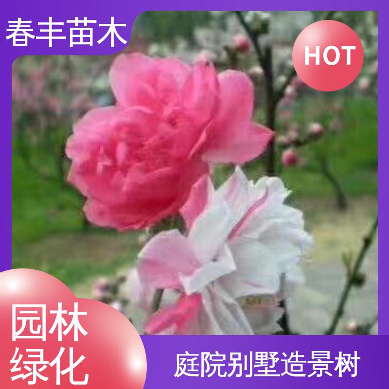春丰苗木 桃花树苗观赏 庭院别墅造景树 重花叠瓣 五彩缤纷