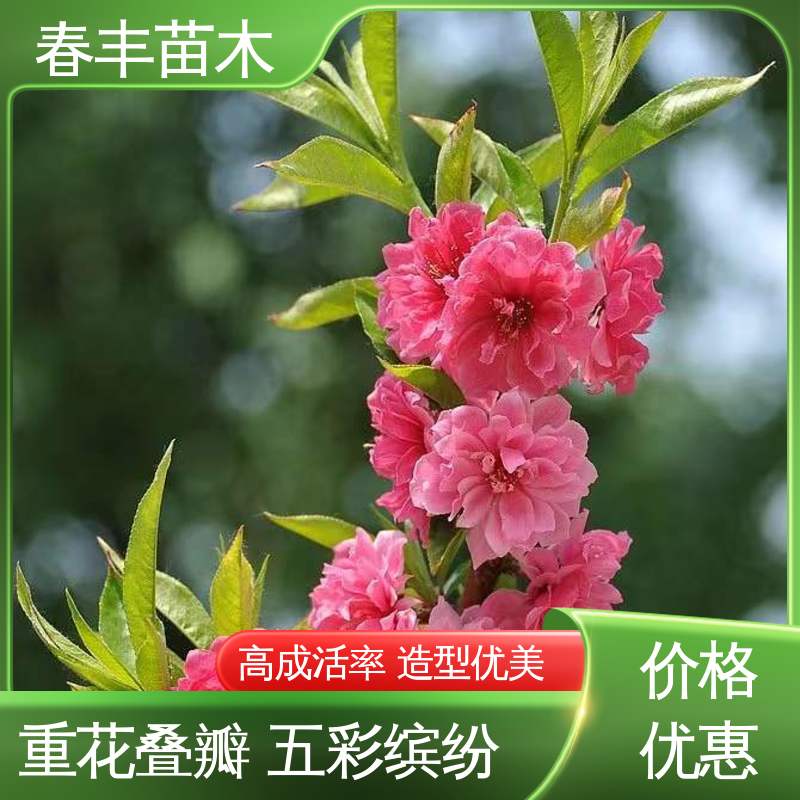 春丰苗木 基地供应 垂枝花桃50元上车价 包装好 成活率高
