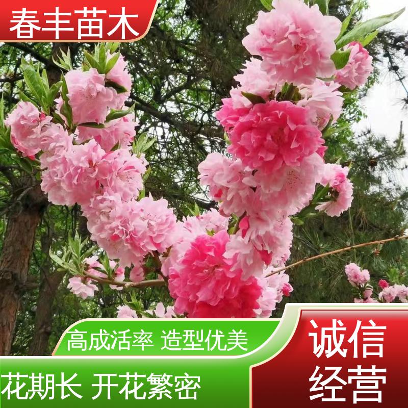 春丰苗木 观赏桃树苗基地培育 园林庭院造景植物 成活率高 适应性强