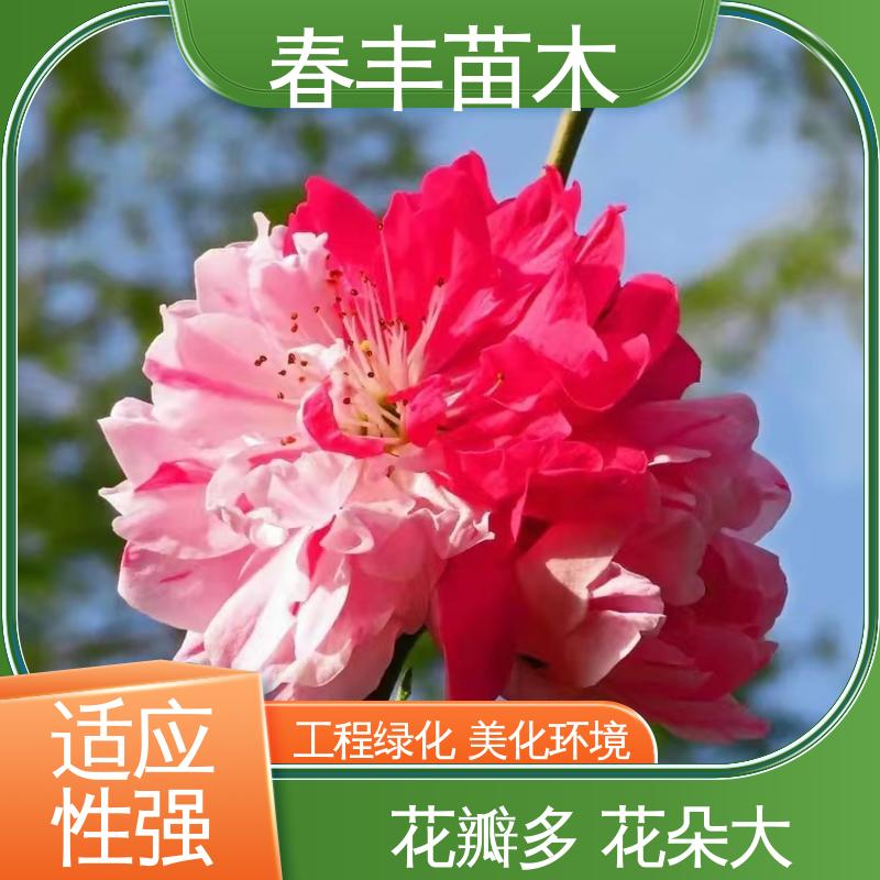 春丰苗木 基地现挖 粉菊花桃 8-10公分 包装好 成活率高