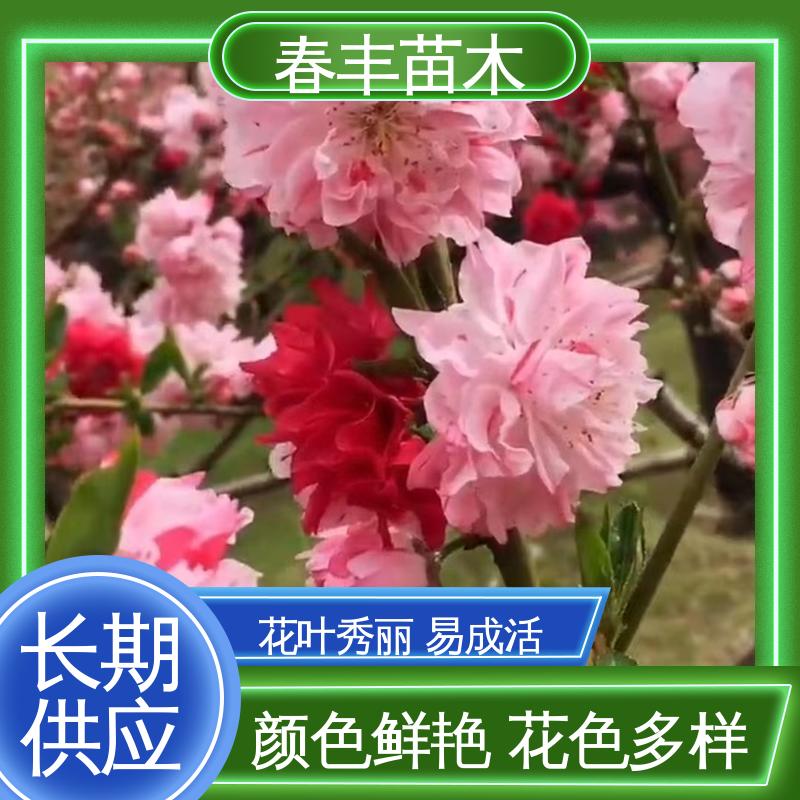 春丰苗木 基地现挖 品虹桃树50元上车价 规格齐全 品种纯正