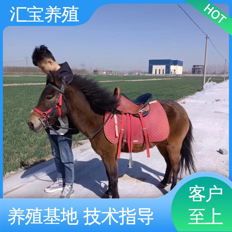 高端品种 提供技术指导 袖珍迷你矮马 温顺可爱 