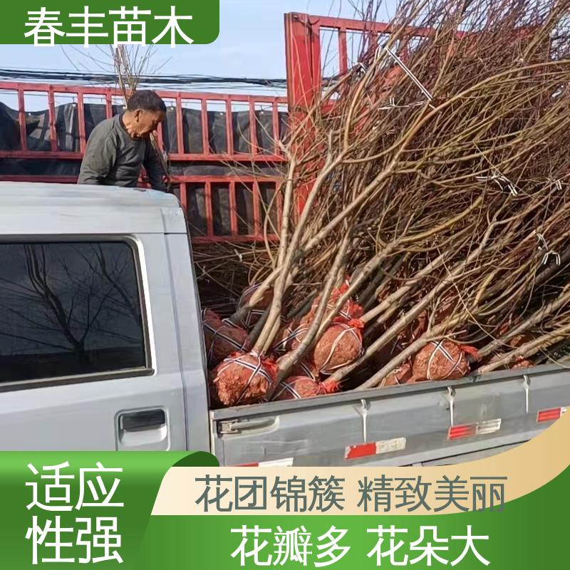 春丰苗木 观赏桃苗2公分 庭院别墅造景树 移栽种植 高存活率