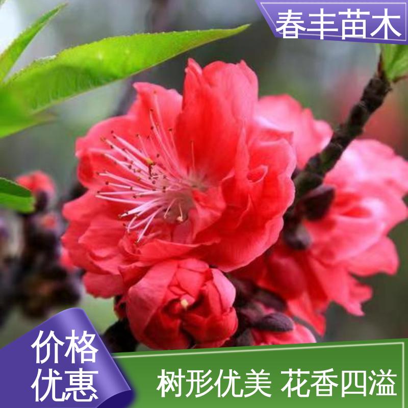 春丰苗木 观赏桃树苗生产 公园景区装饰绿植 颜色鲜艳 花色多样