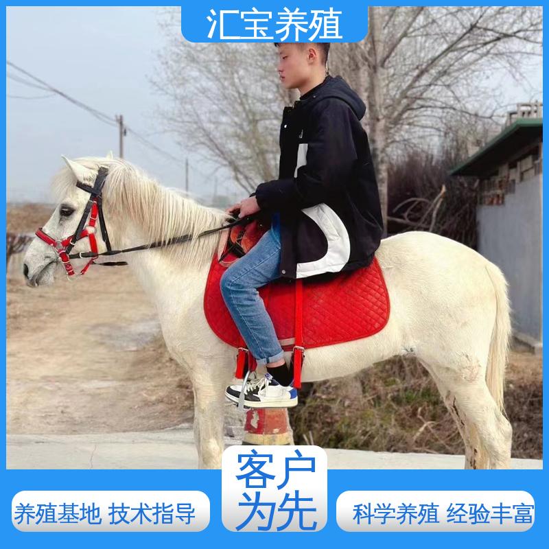 各种水果都可以吃 温顺可爱 宠物矮马 实地引种考察 