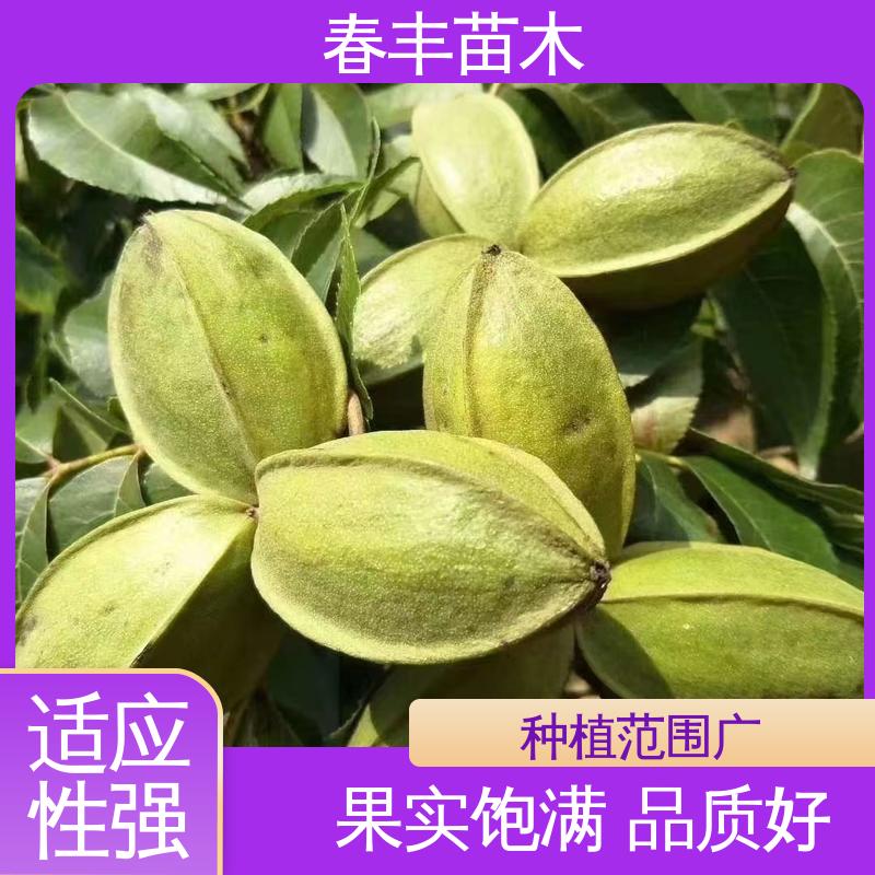 春丰苗木 碧根果树树苗2元批零销售 产量高 果材兼用 易成活