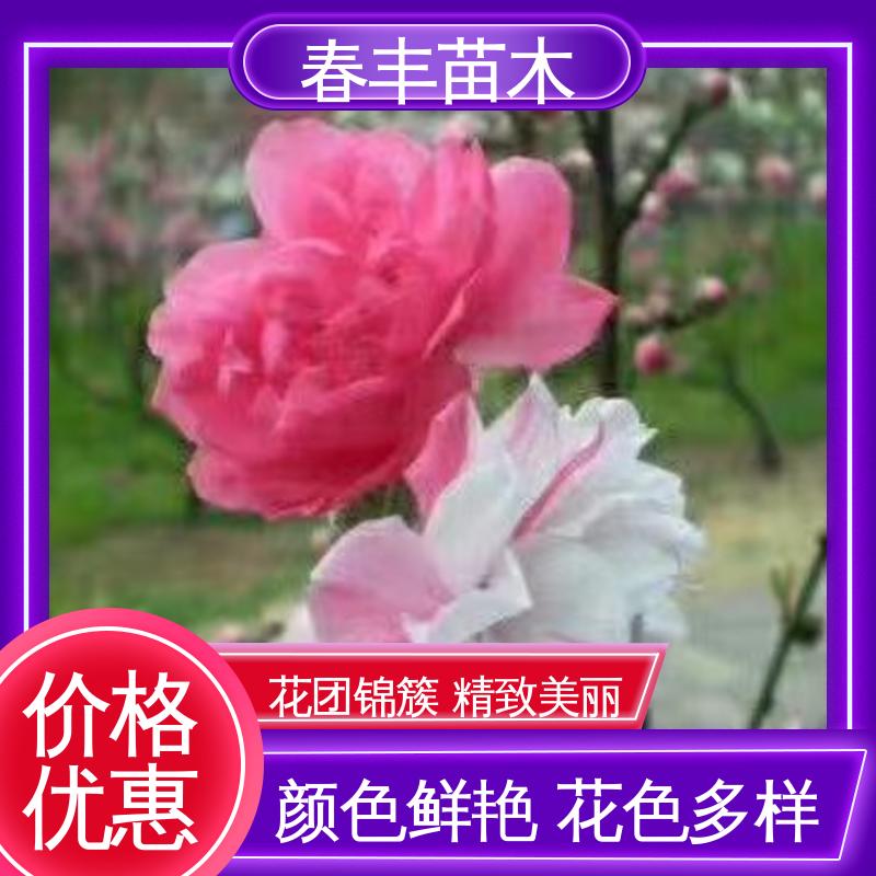 春丰苗木 桃花苗批发重点培育 庭院别墅造景树 重花叠瓣 五彩缤纷