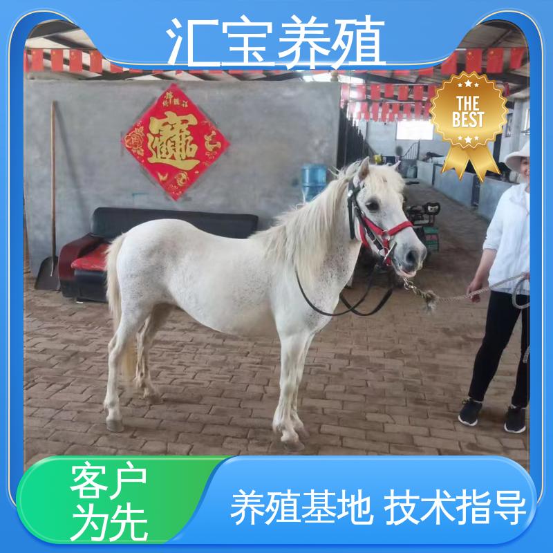  包邮包运输 不易生病 进口矮马设特兰 各种水果都可以吃