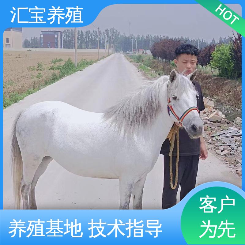 温顺可爱 喂养方法 实地引种考察 进口矮马设特兰
