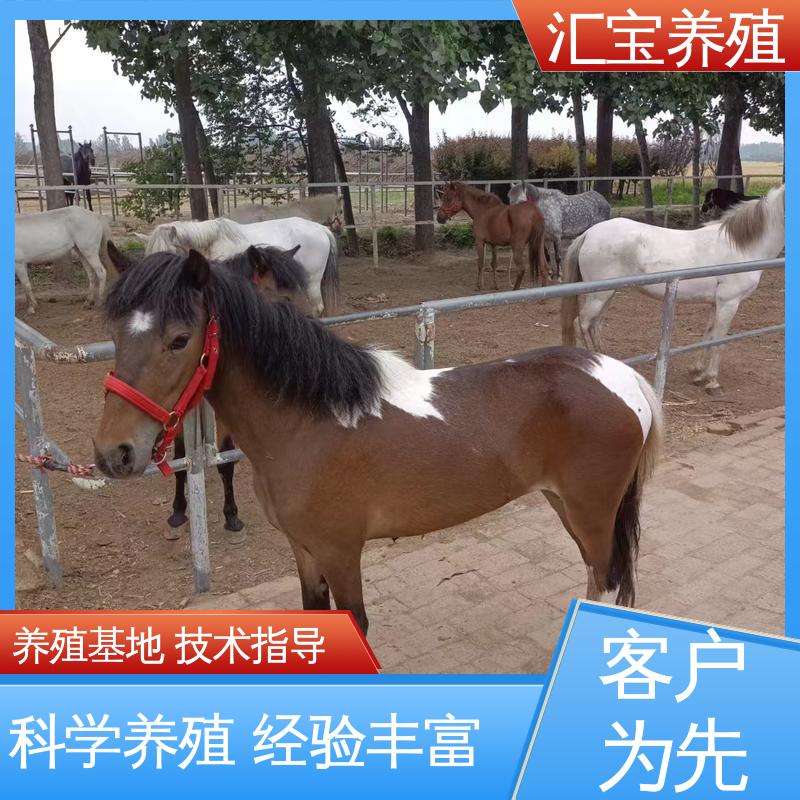 景区观赏乘骑 实地引种考察 高端品种 宠物矮马 