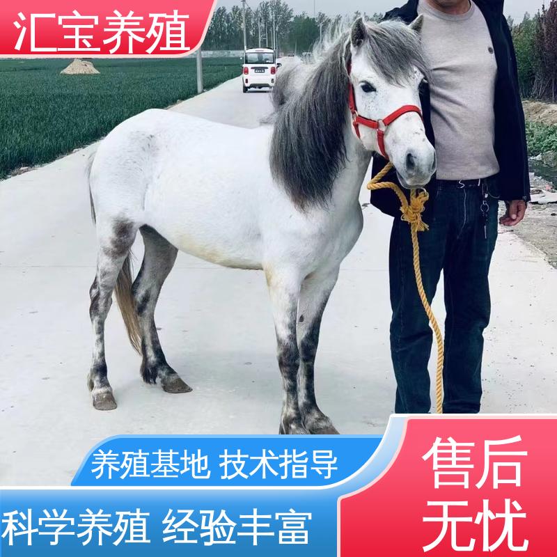 一只起发 小矮马 各种水果都可以吃 提供技术指导 