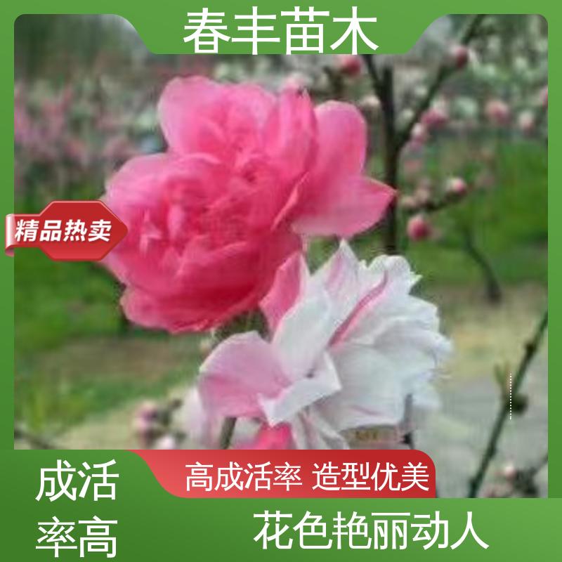 春丰苗木 观赏桃花苗子重点培育 工程绿化 美化环境 颜色鲜艳 花色多样
