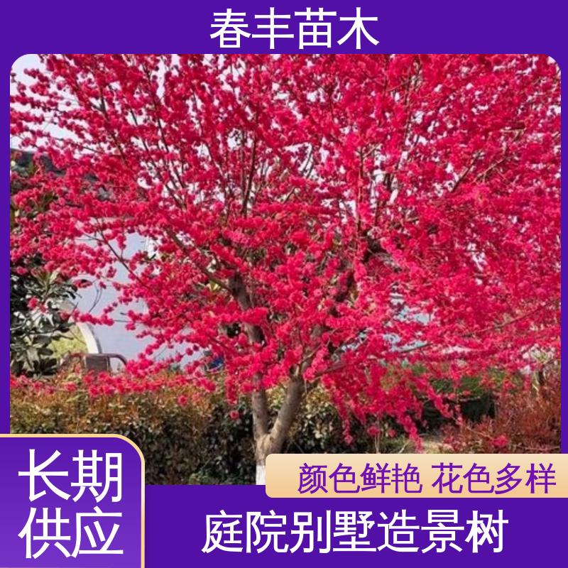 春丰苗木 观赏桃树5公分 庭院别墅造景树 高成活率 造型优美