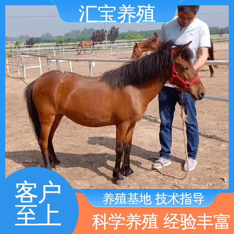 不易生病 马术俱乐部 各种水果都可以吃 德保矮马 