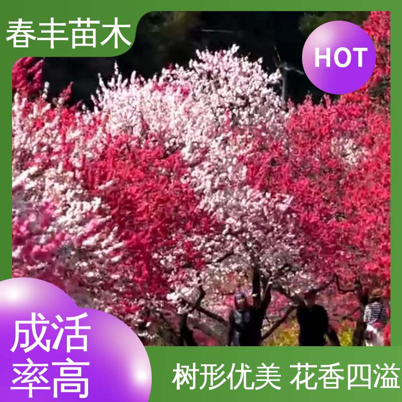 春丰苗木 观赏桃树5公分 庭院小区绿化造景树 花团锦簇 精致美丽