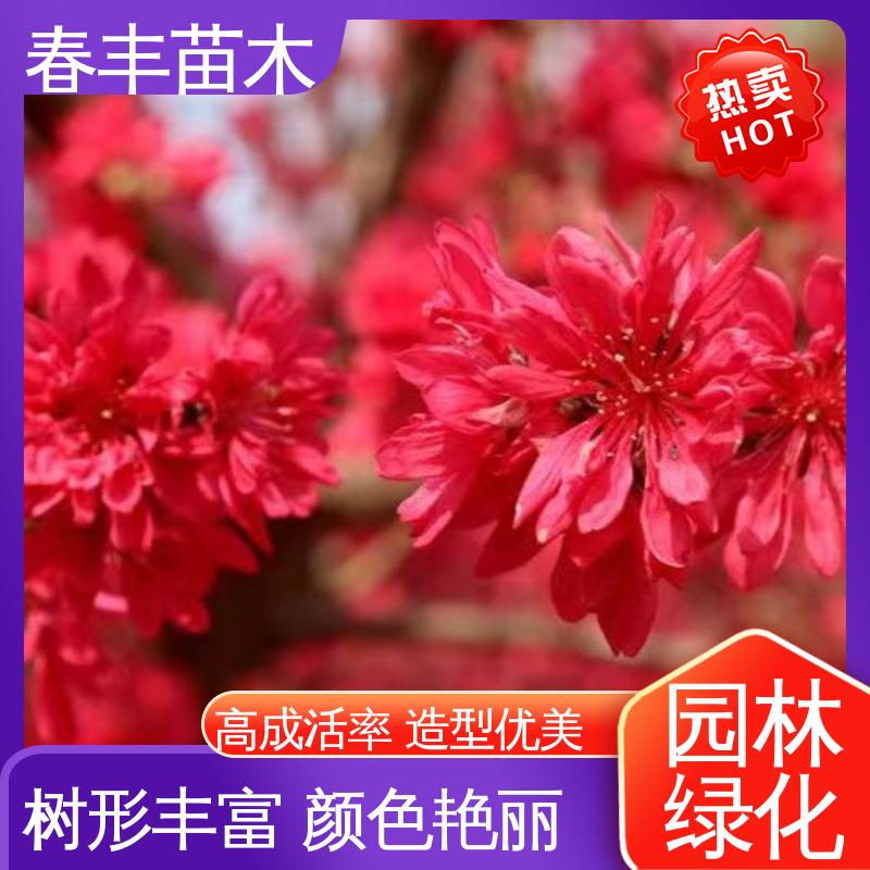 春丰苗木 观赏桃苗1米高 庭院别墅造景树 移栽种植 高存活率