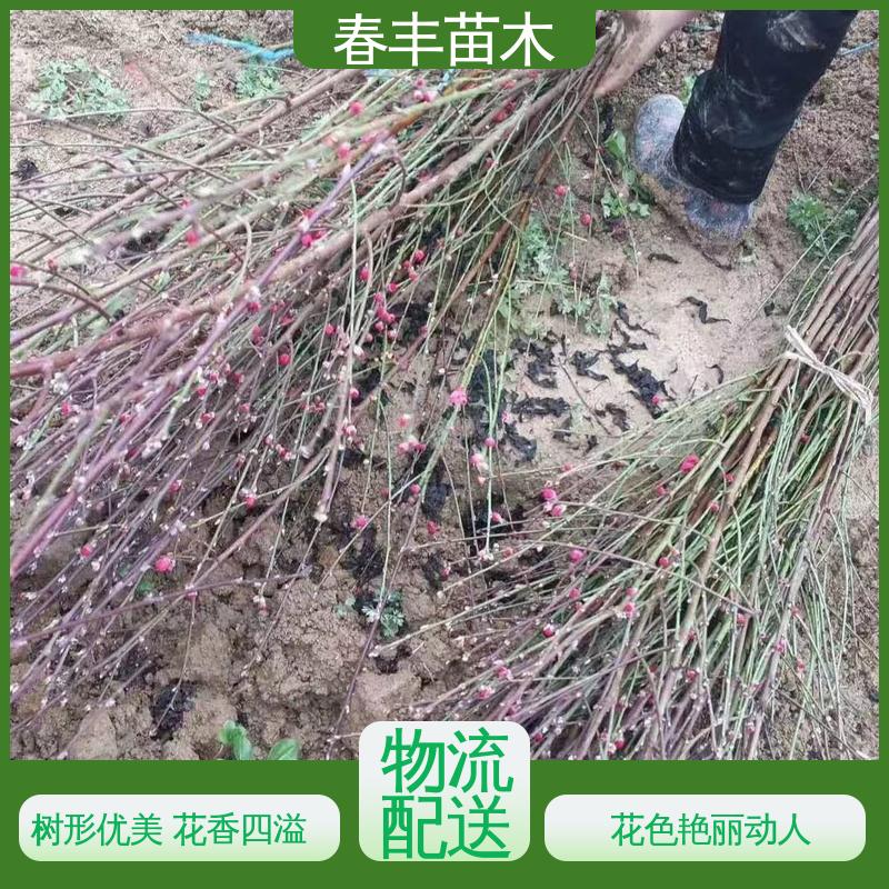 春丰苗木 观赏桃树苗 绿化工程行道树 花瓣多 花朵大 效果佳