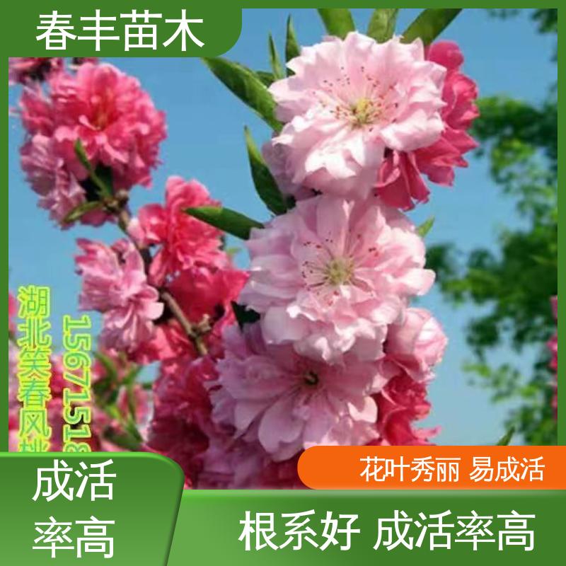 春丰苗木 基地现挖 龙柱碧桃40元装车 质量合格 一条龙培育