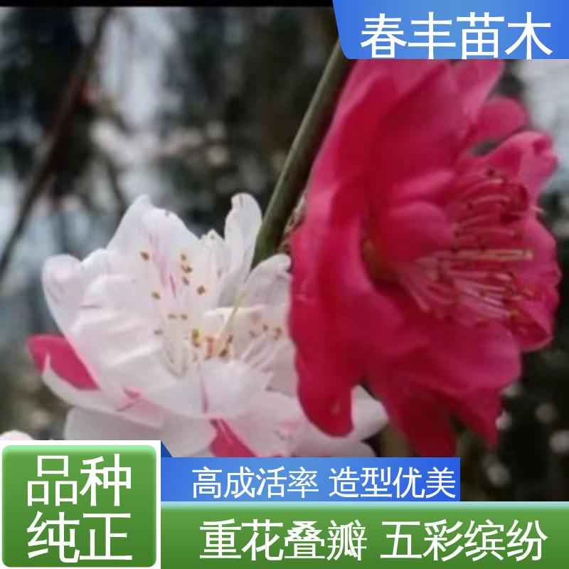 春丰苗木 基地供应 紫叶桃50元上车价 花叶秀丽 易成活