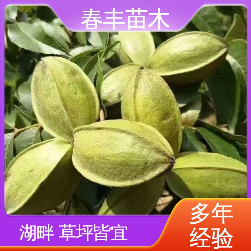 春丰苗木 碧根果嫁接苗1-3年 果实含油量高 果材兼用树种