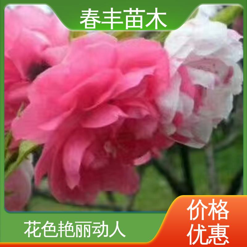 春丰苗木 基地供应 帚桃30元打土球上车 移栽种植 高存活率