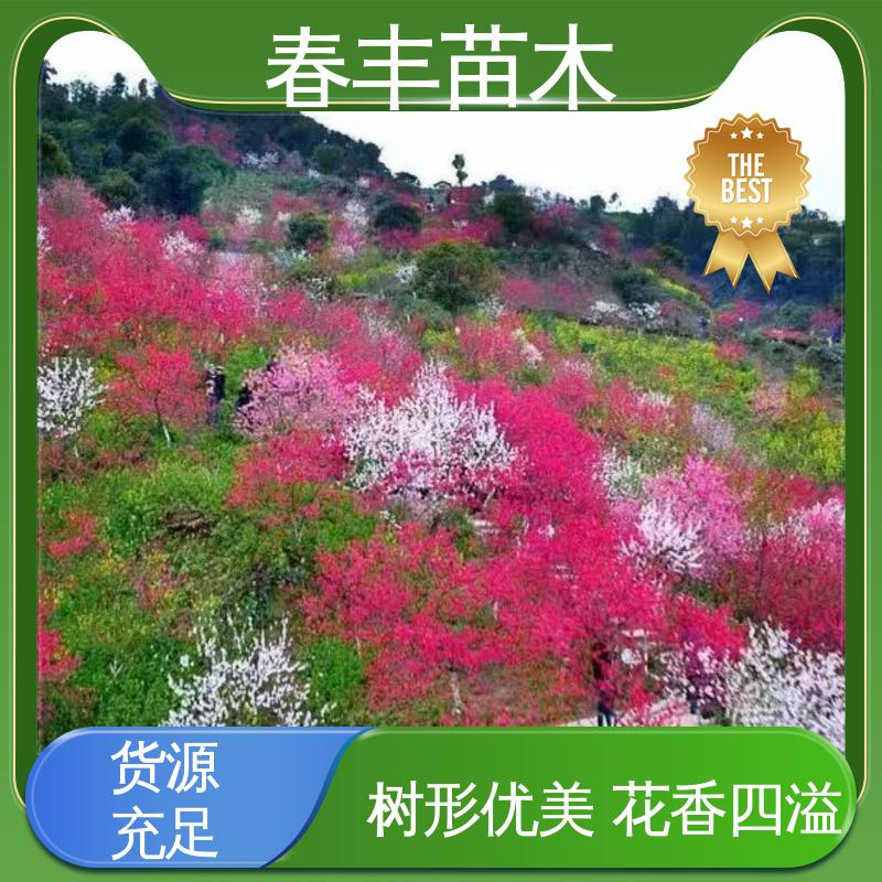 春丰苗木 基地现挖 菊花桃40元装车 成活率高 适应性强
