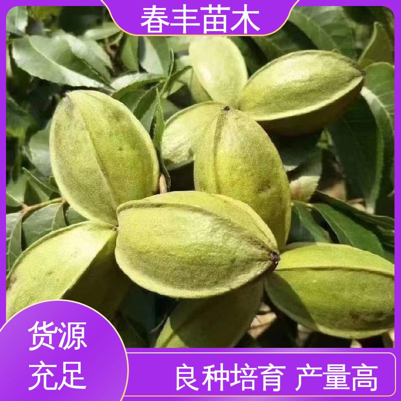 春丰苗木 美国山核桃原生苗基地生产 品种纯正 可孤植 丛植