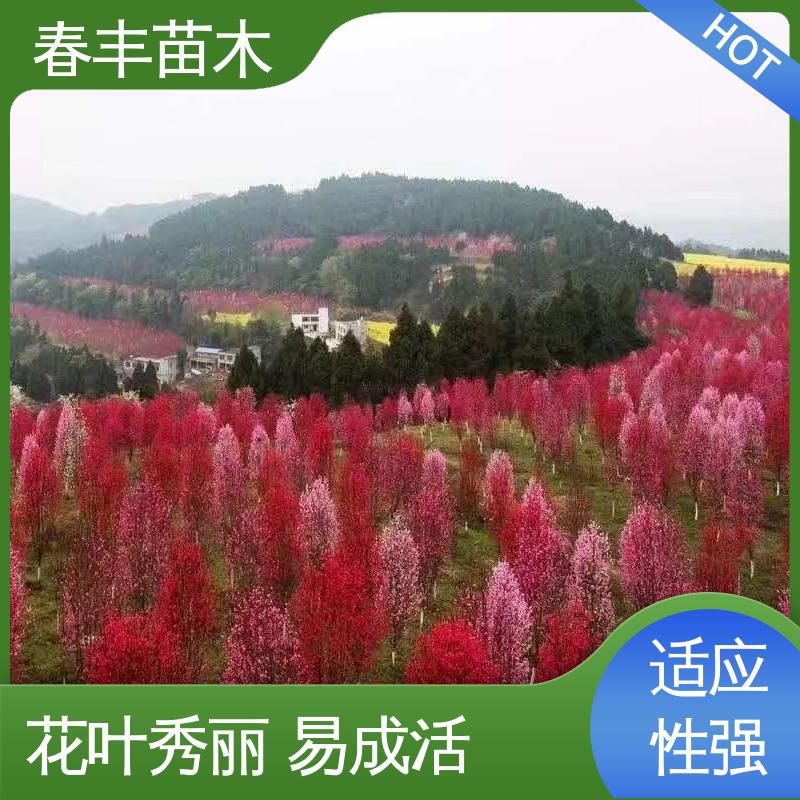 春丰苗木 基地现挖 五宝桃5-9公分 成活率高 适应性强
