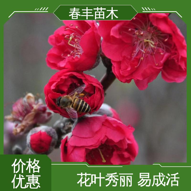 春丰苗木 基地供应 洒红桃50元上车价 花色多样
