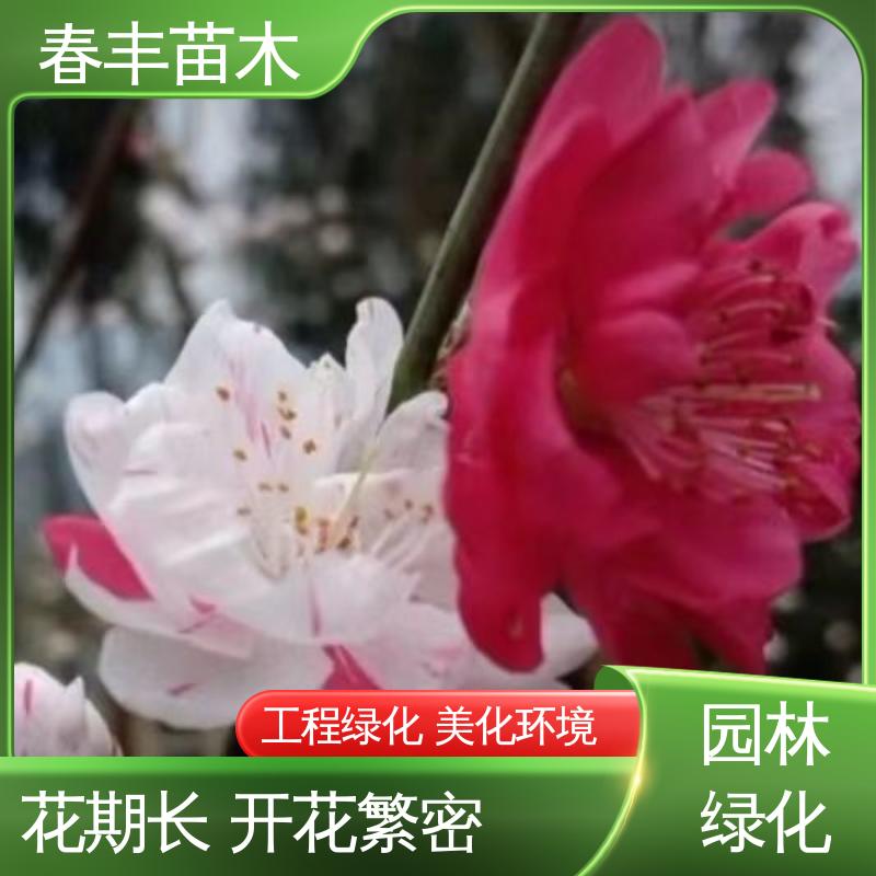 春丰苗木 基地供应 日本丽桃5-9公分 花色艳丽动人