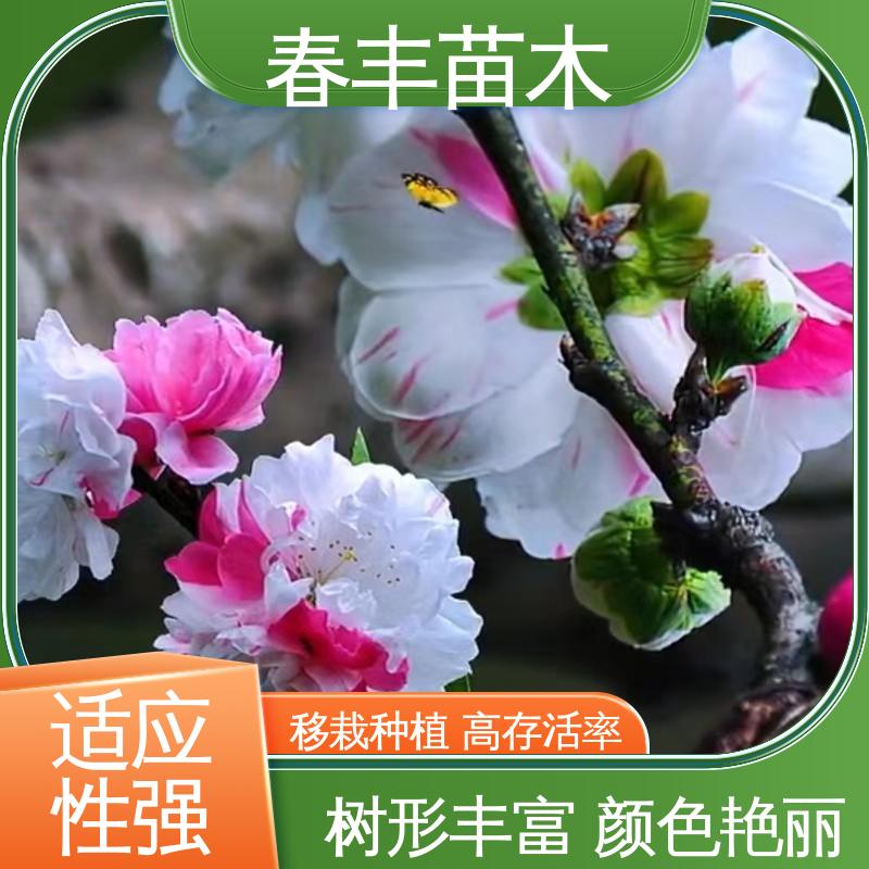 春丰苗木 基地供应 满天红碧桃30元打土球上车 花瓣多 花朵大 