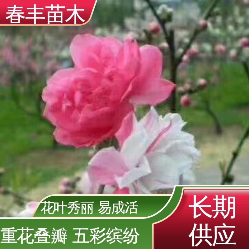 春丰苗木 桃花树苗购买1米高 园林庭院造景植物 花色艳丽动人