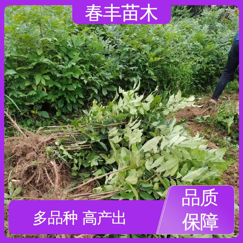 春丰苗木 碧根果树苗1米高 多品种 果材兼用 易成活