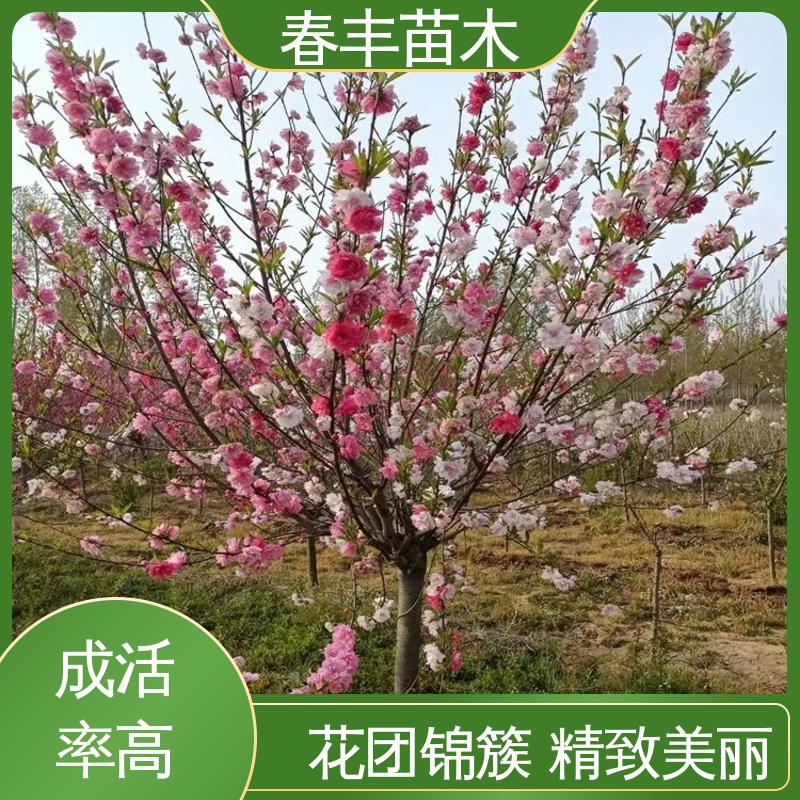 春丰苗木 基地供应 品霞桃40元装车 花瓣多 花朵大 