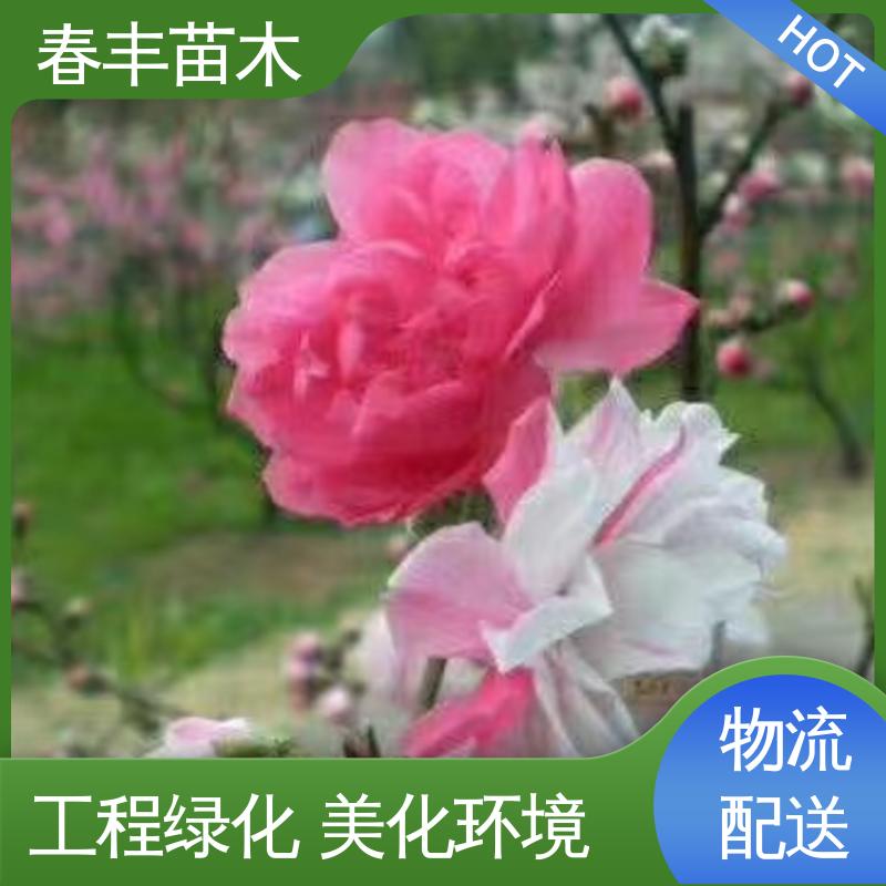 春丰苗木 基地现挖 洒红龙柱桃30元打土球上车 成活率高 适应性强