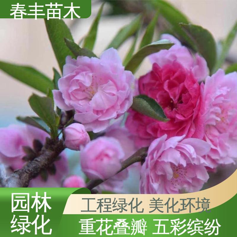 春丰苗木 基地现挖 品霞桃6-8公分 颜色鲜艳 花色多样