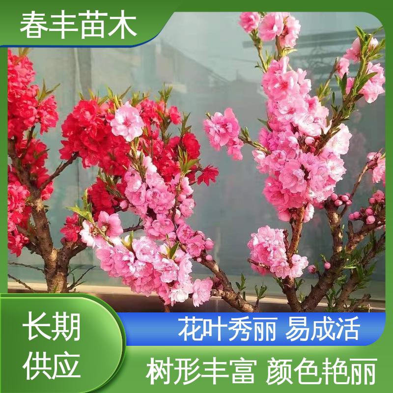 春丰苗木 基地供应 绿叶碧桃6-8公分 颜色鲜艳 花色多样