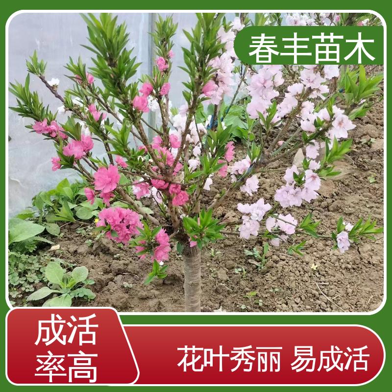 春丰苗木 观赏桃苗重点培育 工程绿化 美化环境 颜色鲜艳 花色多样