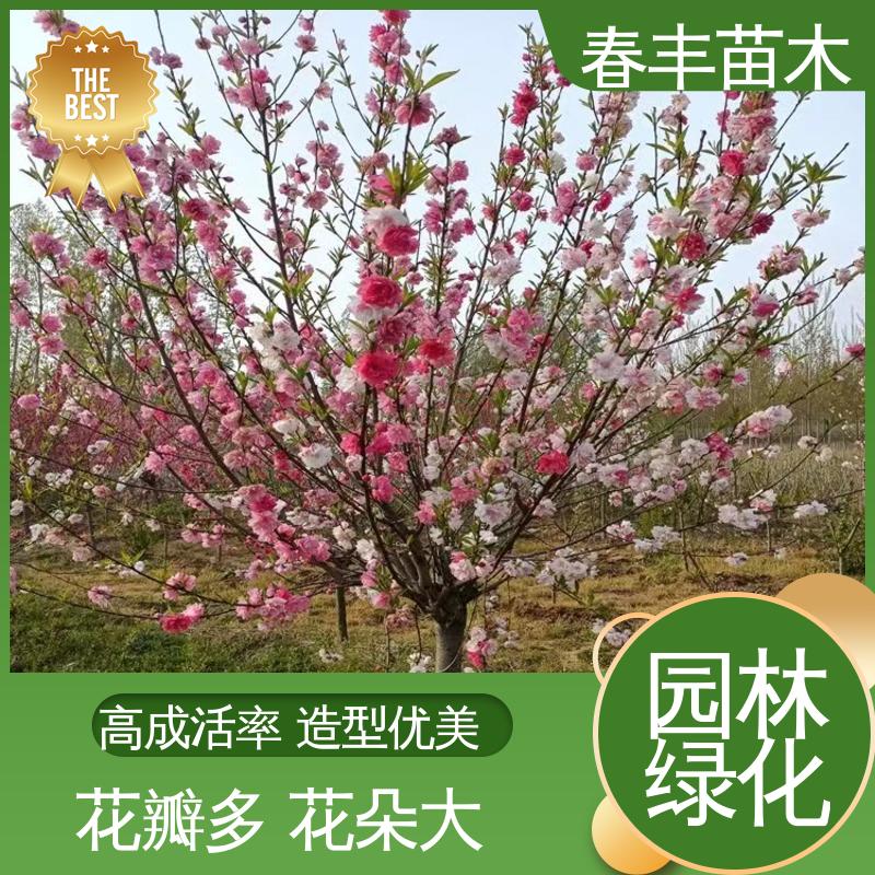 春丰苗木 基地现挖 垂枝花桃5-9公分 成活率高 适应性强
