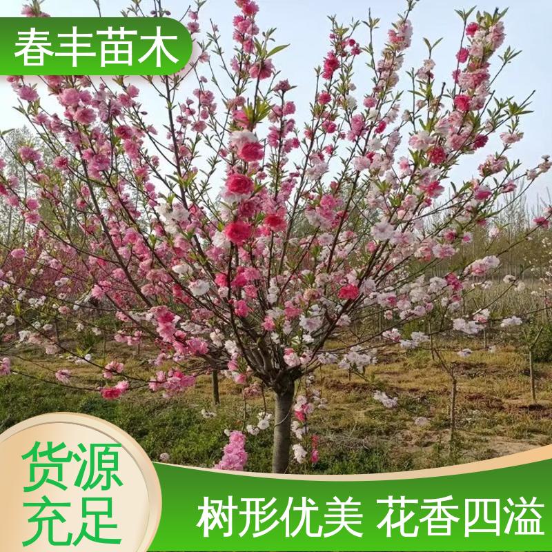 春丰苗木 基地现挖 垂枝花桃 8-10公分 花色艳丽动人