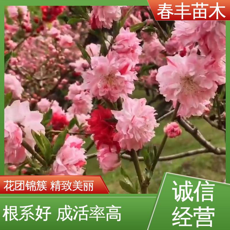 春丰苗木 基地现挖 红花碧桃 8-10公分 颜色鲜艳 花色多样
